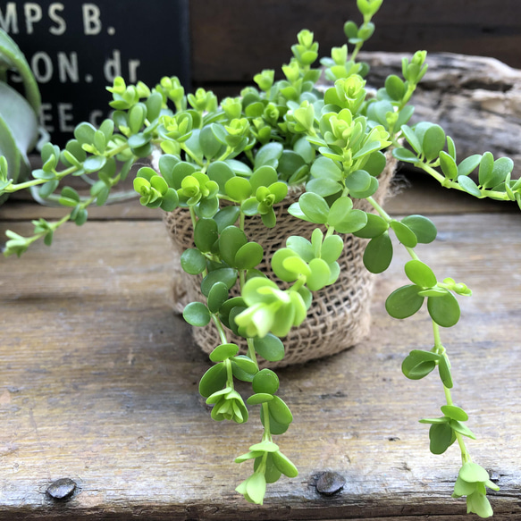 デピーナ♡ペペロミア♡観葉植物♡ガーデニング 6枚目の画像