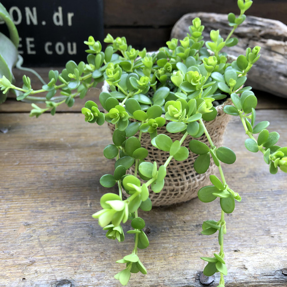 デピーナ♡ペペロミア♡観葉植物♡ガーデニング 4枚目の画像