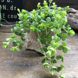 デピーナ♡ペペロミア♡観葉植物♡ガーデニング 7枚目の画像