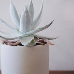 上品な白さとシャープなスタイルにうっとり「ダドレア ブリトニー