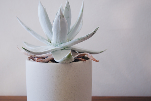 上品な白さとシャープなスタイルにうっとり「ダドレア ブリトニー