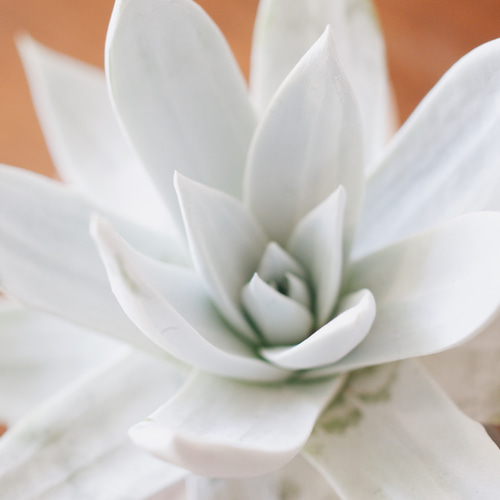 上品な白さとシャープなスタイルにうっとり「ダドレア ブリトニー