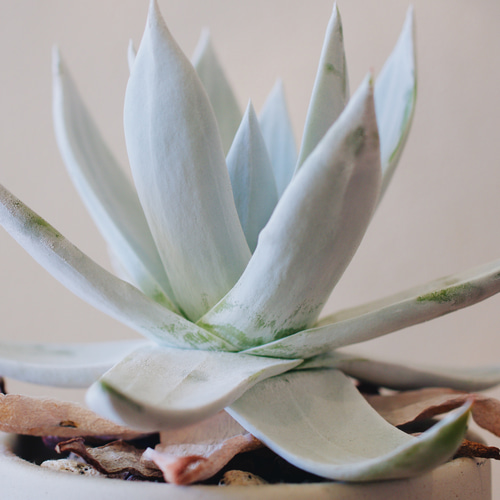 上品な白さとシャープなスタイルにうっとり「ダドレア ブリトニー