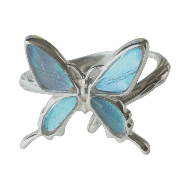 本物の蝶の羽　アゲハ蝶リング（フリーサイズ）　ゼフィリティスモルフォ　[zps050r-zep] 1枚目の画像