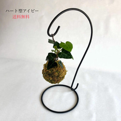 (送料無料)アイビーの吊りミニ苔玉『ハート型の葉がかわいい』 1枚目の画像