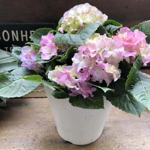 クレイジーテンシア♡フリフリカール♡アジサイ♡紫陽花 アート