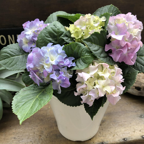 クレイジーテンシア♡フリフリカール♡アジサイ♡紫陽花 アート