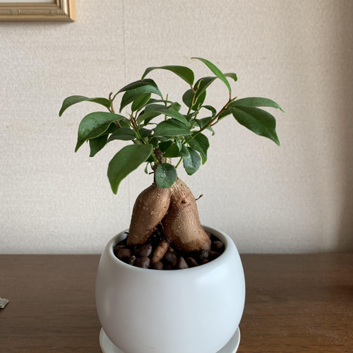 小さな小さなインテリアに可愛いガジュマルさん。 多肉植物