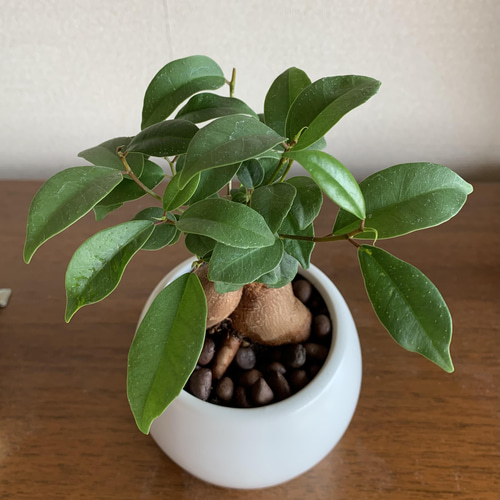 小さな小さなインテリアに可愛いガジュマルさん。 多肉植物 Toshi 通販