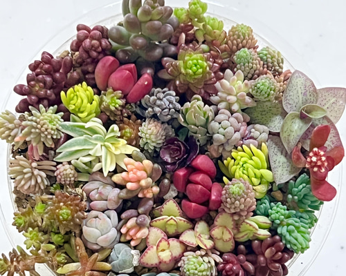 多肉植物＊期間限定!!カラフル寄せ＊チビカット苗＊g 多肉植物 ＊N