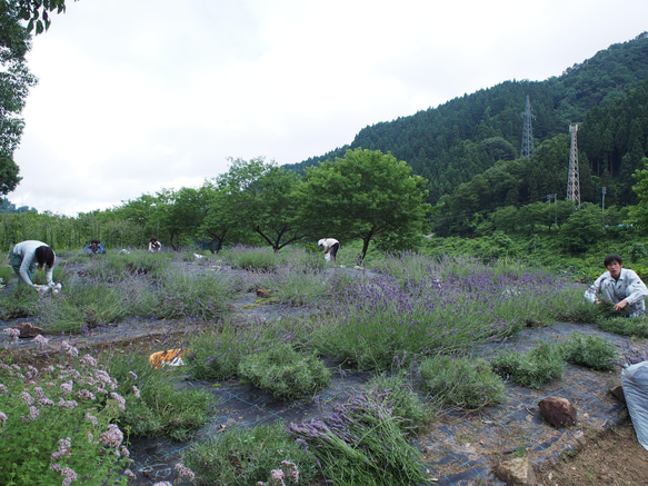 ハーバルバレーおがわのエッセンシャルオイル～小川の谷の風に育てられたラベンダーで作りました～ 5枚目の画像