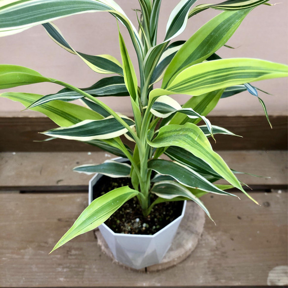 観葉植物　ドラセナ サンデリアーナ 2枚目の画像