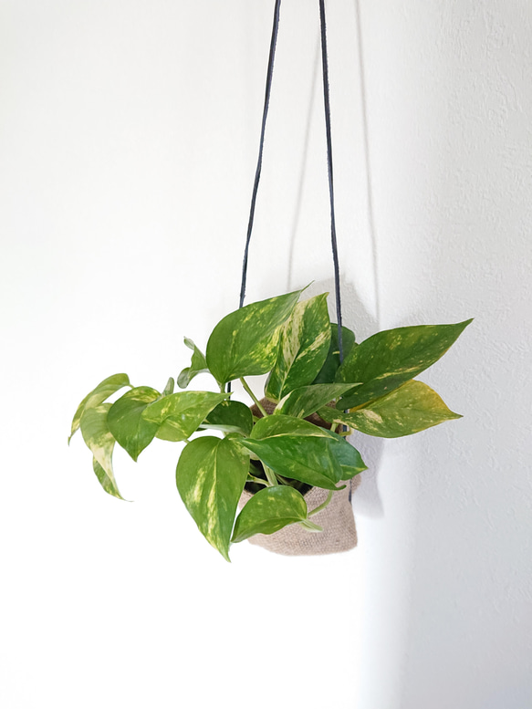 ポトス様 ○空気浄化植物○ ”ゴールデンポトス 手縫いジュート 麻