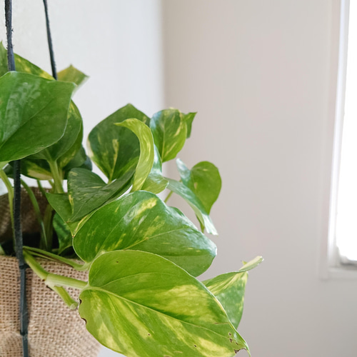 ポトス様 ○空気浄化植物○ ”ゴールデンポトス 手縫いジュート 麻