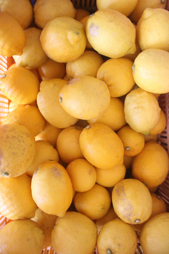 家庭用レモン（減農薬）1.2kg 2枚目の画像