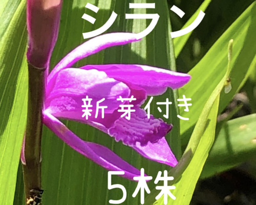 根付き球根　花ニラ12本　特大球根 ご確認ページ　発送済 楽天市場】ハナニラ球根の通販