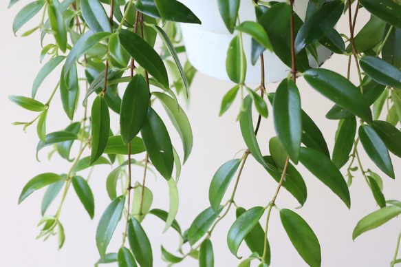 かわいいオレンジ色の実がなる観葉植物「コドナンテ クラシフォリア」＊吊り鉢＊実付き 10枚目の画像