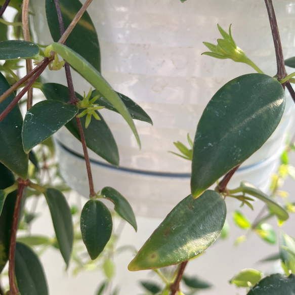 かわいいオレンジ色の実がなる観葉植物「コドナンテ クラシフォリア」＊吊り鉢＊実付き 17枚目の画像