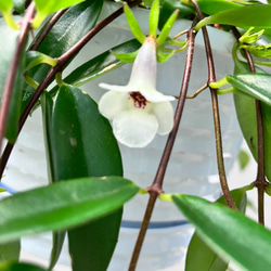 かわいいオレンジ色の実がなる観葉植物「コドナンテ クラシフォリア」＊吊り鉢＊実付き 9枚目の画像