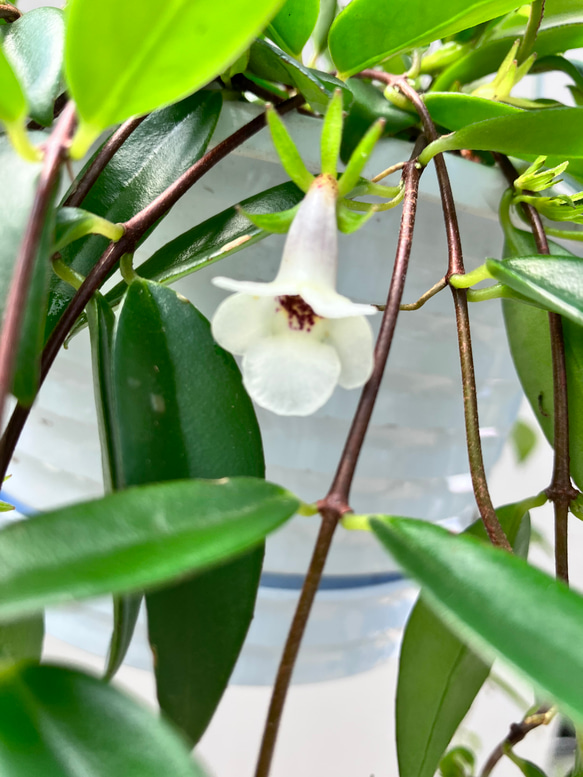 かわいいオレンジ色の実がなる観葉植物「コドナンテ クラシフォリア」＊吊り鉢＊実付き 9枚目の画像