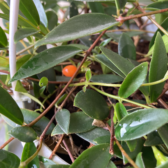 かわいいオレンジ色の実がなる観葉植物「コドナンテ クラシフォリア」＊吊り鉢＊実付き 7枚目の画像