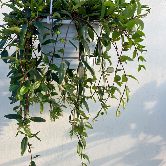 かわいいオレンジ色の実がなる観葉植物「コドナンテ クラシフォリア」＊吊り鉢＊実付き 1枚目の画像