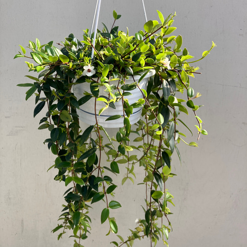 かわいいオレンジ色の実がなる観葉植物「コドナンテ クラシフォリア 