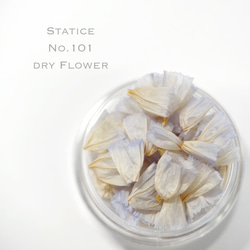 スターチス　NO.101　Statice　チース　ブルー　希少種 1枚目の画像