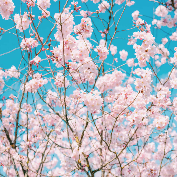 青空に映えるピンクがおしゃれな桜の花 ポスター 4枚目の画像