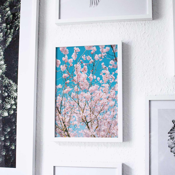 青空に映えるピンクがおしゃれな桜の花 ポスター 3枚目の画像