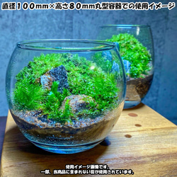 苔テラリウム 苔4種+用土+石+作り方説明書セット ハンドメイド テラリウム 母の日ギフト 新生活　 3枚目の画像