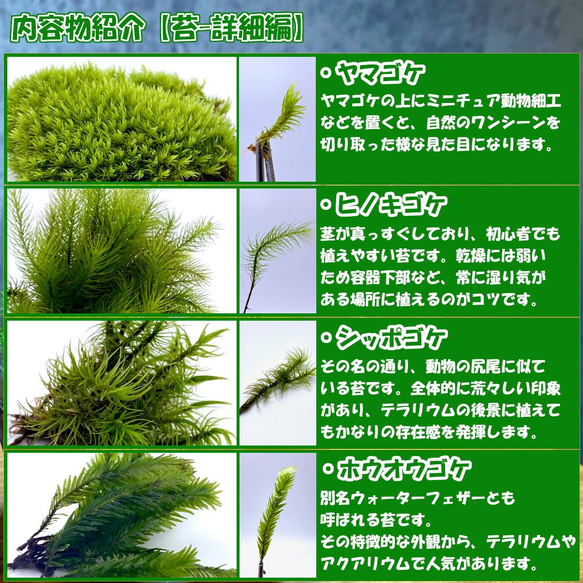 苔テラリウム 苔4種+用土+石+作り方説明書セット ハンドメイド テラリウム 母の日ギフト 新生活　 9枚目の画像