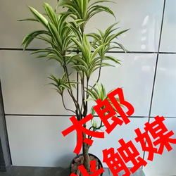光触媒　人工観葉植物　ウォールグリーン　フェイクグリーン　組立て式バンブー黒竹 光触媒 人工観葉植物 竹 バンブー 高さ150cm インテリアグリーン
