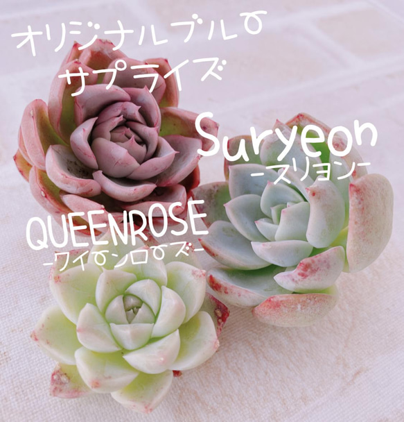送料無料♡♡ 多肉植物 エケベリア 韓国苗 オリジナルブルーサプライズ 