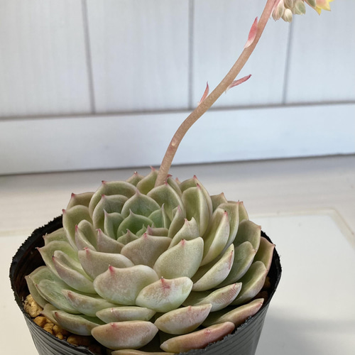 SOLD オウンスロー オンスロー 厳選韓国苗 名前付き 多肉植物 〜Green