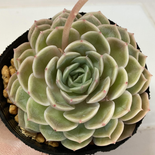 オンスロー オウンスロー 韓国苗 多肉植物 オウンスロー – 多肉植物の通販・販売サイト tawawa