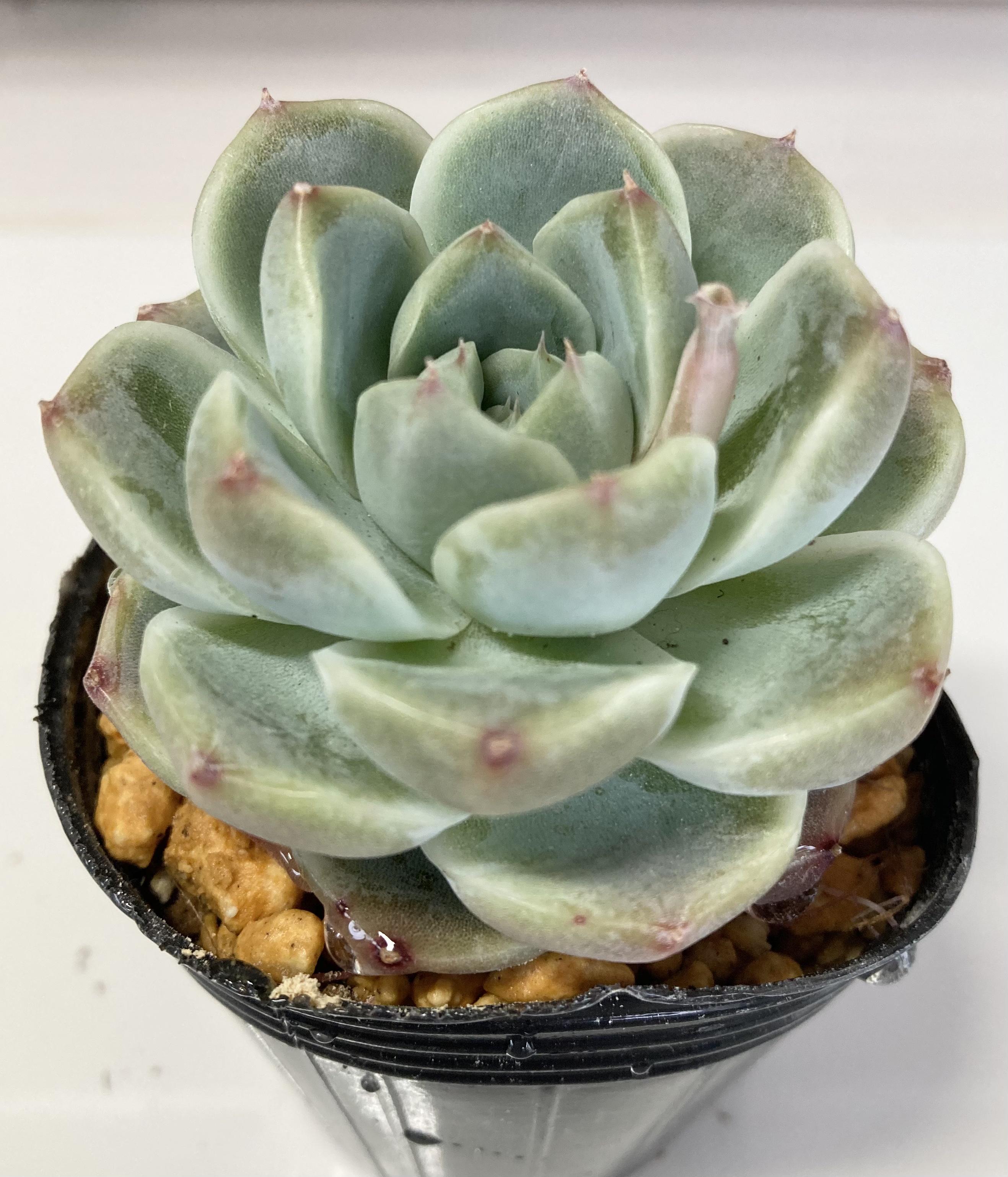 アルバビューティー大群生