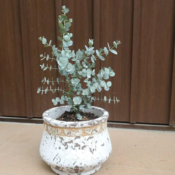 ユーカリ　シルバードロップ　アンティーク風テラコッタ鉢植え　観葉植物　苗 1枚目の画像