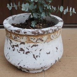 ユーカリ　シルバードロップ　アンティーク風テラコッタ鉢植え　観葉植物　苗 2枚目の画像
