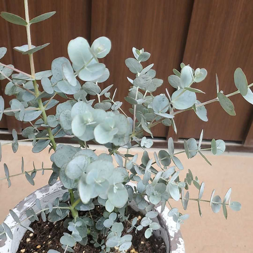 ユーカリ　シルバードロップ　ウサギテラコッタ鉢植え　苗　苗木　ウェルカムツリー ユーカリ シルバードロップ ウサギテラコッタ鉢植え 苗 苗木