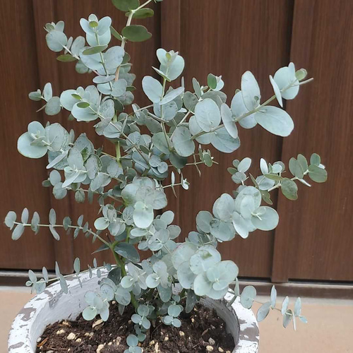 ユーカリ シルバードロップ アンティーク風テラコッタ鉢植え ユーカリ シルバードロップ アンティーク風テラコッタ鉢植え
