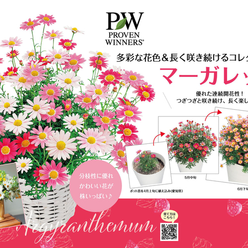 マーガレット・シンプリーコーラル☆色変化が可愛い☆信頼のPWブランド