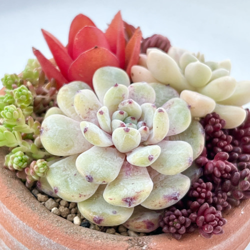 多肉植物ビアント錦カット苗