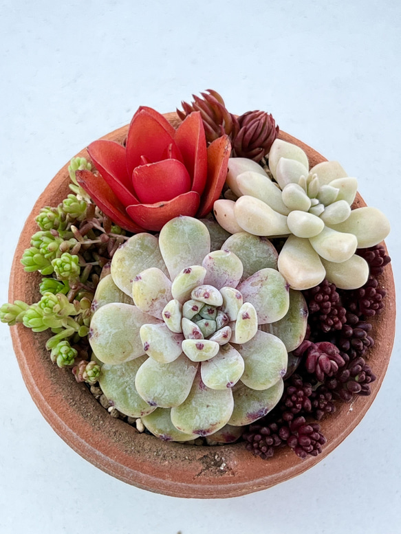 多肉植物セダムカット苗　気まぐれパック⑨ 多肉植物セダムカット苗 気まぐれパック⑨ 【公式通販】