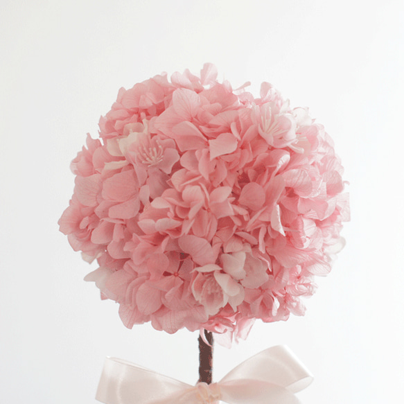 まんまる桜のトピアリー　プリザーブドフラワー 3枚目の画像