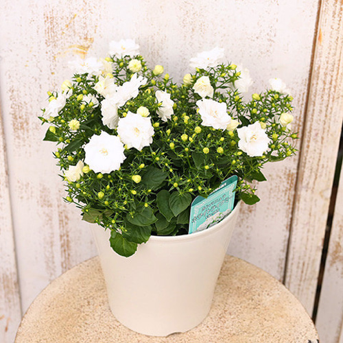 お値下げ品【1点限り】初夏の寄せ植え　バスケット　カンパニュラ ブルー×ホワイト 2012年11月 - ハンギングバスケット・寄せ植えのKIT＊花工房