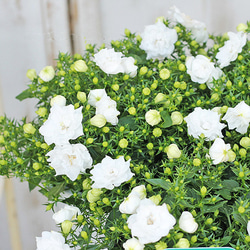 お値下げ品【1点限り】初夏の寄せ植え　バスケット　カンパニュラ ブルー×ホワイト つぼみがいっぱい!八重咲きカンパニュラ「ホワイトライクミー