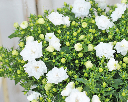 d589932cff7f44cc40a6acd67f434b