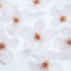 【受注制作】Everpink Sakura. 本物のお花　ソメイヨシノ  桜とゴールドリーフのストラップ/根付 11枚目の画像