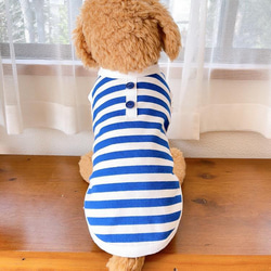 犬服　ボタン付きボーダーTシャツ　ブルー 6枚目の画像